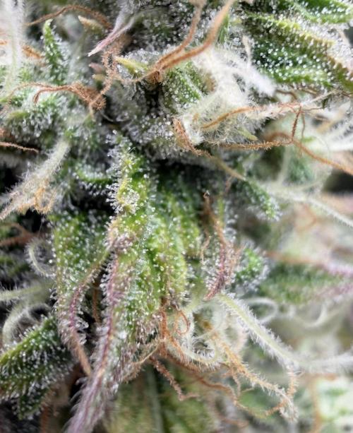 🍋 Haze Barney's Farm. Week 10