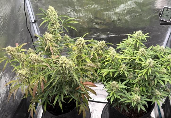 🍋 Haze Barney's Farm. Week 10