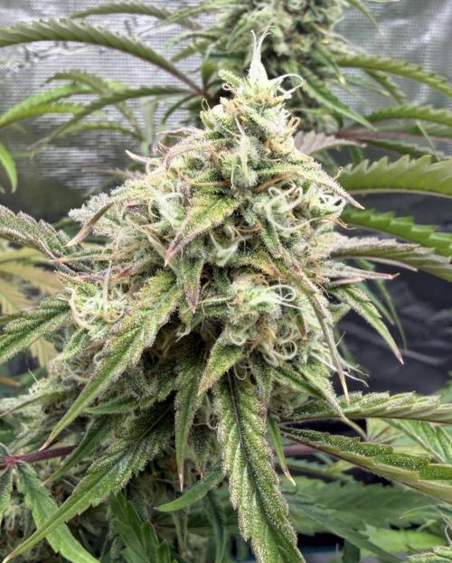🍋 Haze Barney's Farm. Week 10