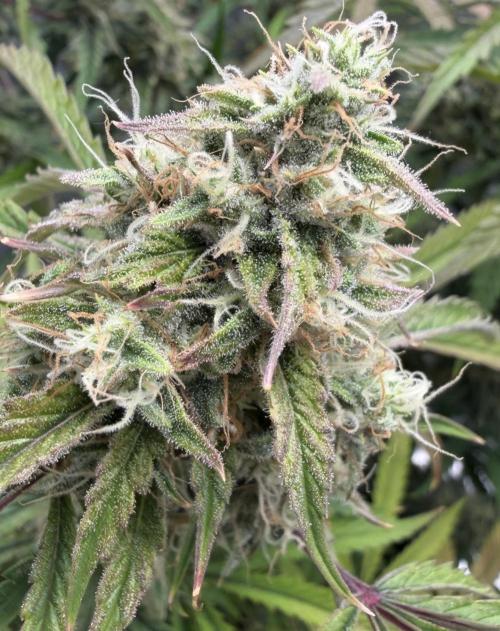 🍋 Haze Barney's Farm. Week 10