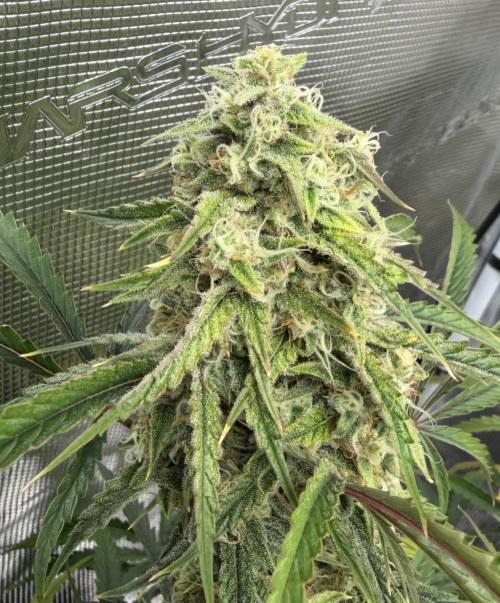 🍋 Haze Barney's Farm. Week 10
