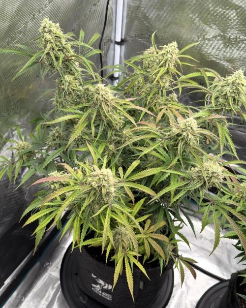 🍋 Haze Barney's Farm. Week 10