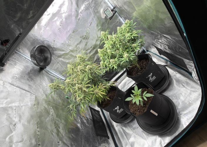 🍋 Haze Barney's Farm. Week 10