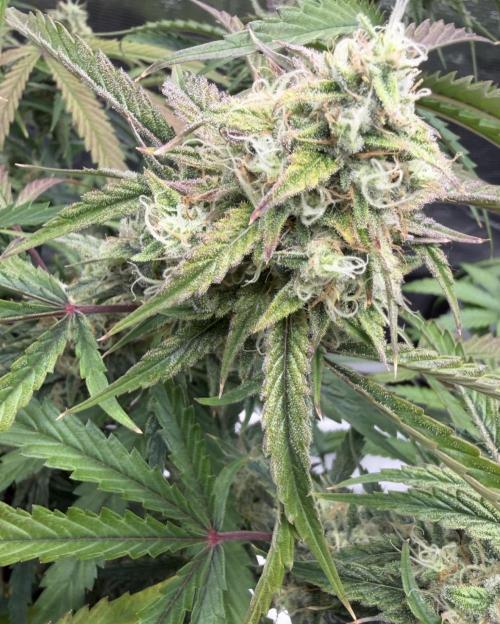🍋 Haze Barney's Farm. Week 10