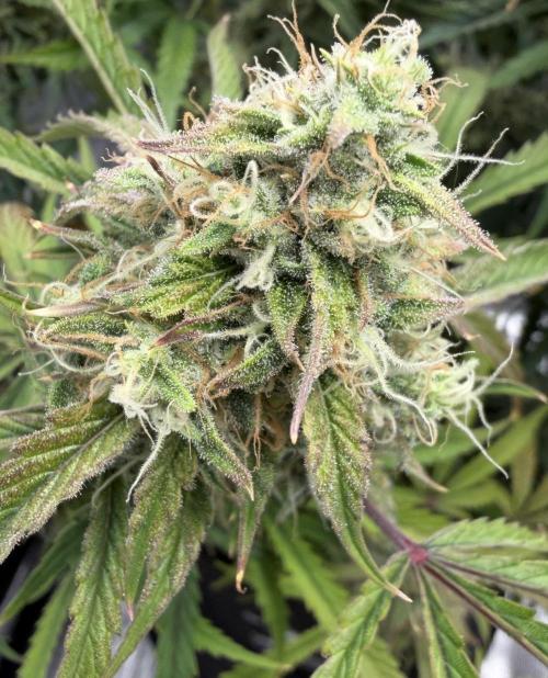 🍋 Haze Barney's Farm. Week 10