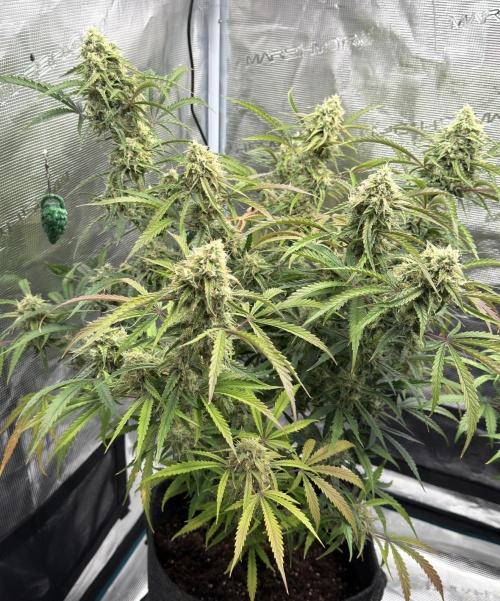 🍋 Haze Barney's Farm. Week 10