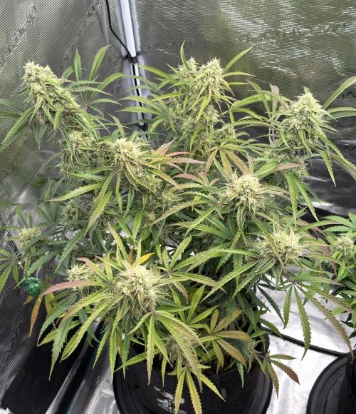 🍋 Haze Barney's Farm. Week 10