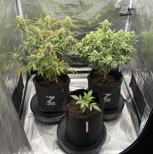 🍋 Haze Barney's Farm. Week 10