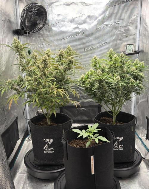 🍋 Haze Barney's Farm. Week 10