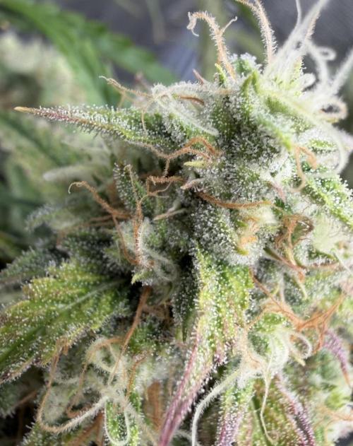 🍋 Haze Barney's Farm. Week 10