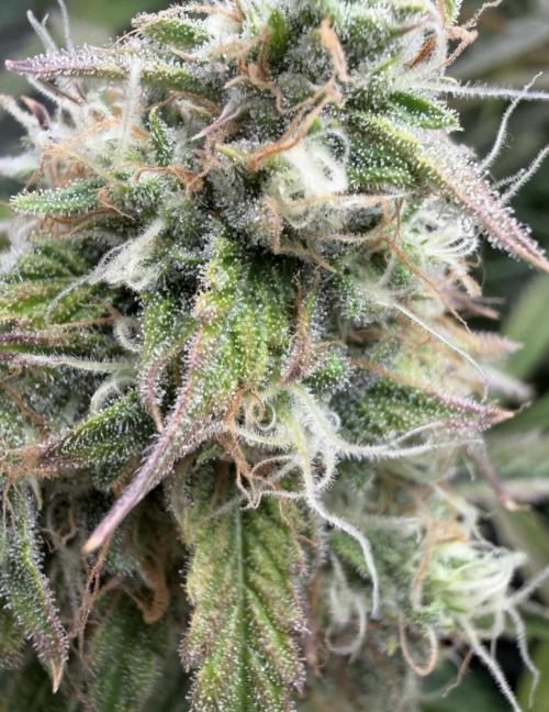 🍋 Haze Barney's Farm. Week 10