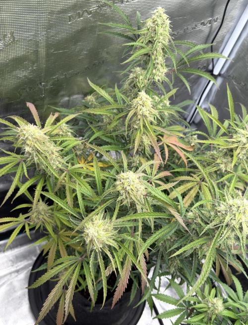 🍋 Haze Barney's Farm. Week 10