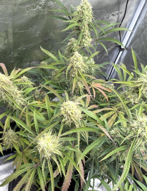 🍋 Haze Barney's Farm. Week 10
