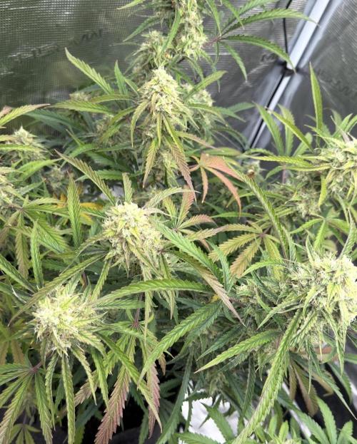 🍋 Haze Barney's Farm. Week 10