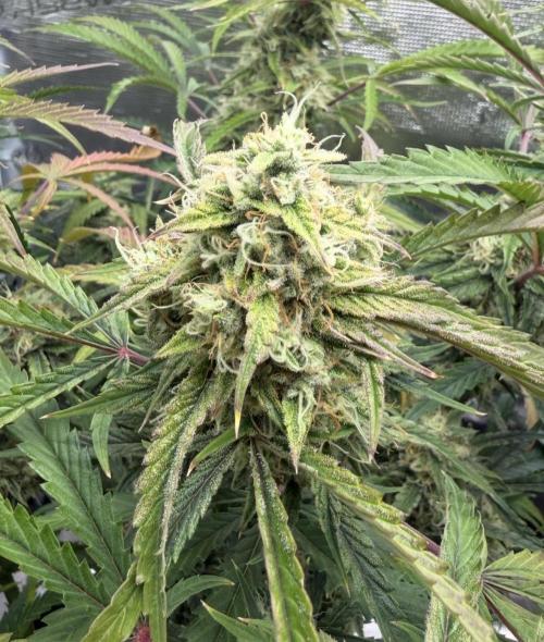 🍋 Haze Barney's Farm. Week 10