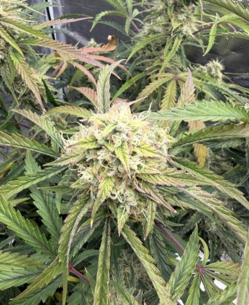 🍋 Haze Barney's Farm. Week 10
