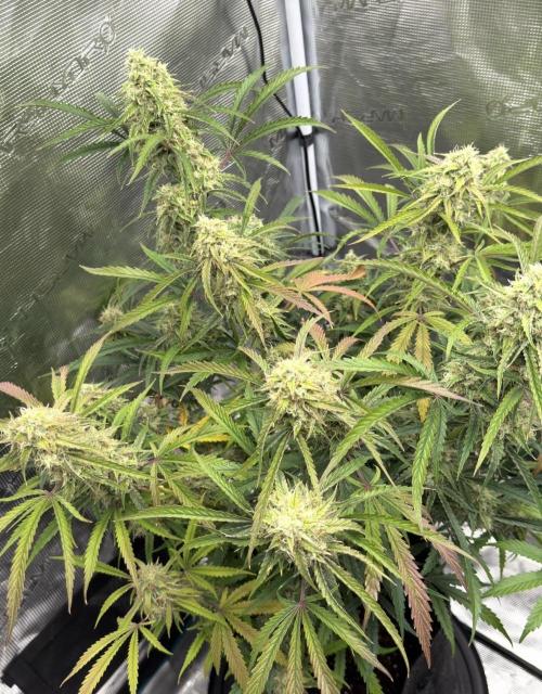 🍋 Haze Barney's Farm. Week 10