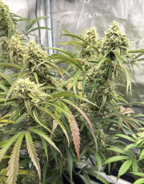 🍋 Haze Barney's Farm. Week 10