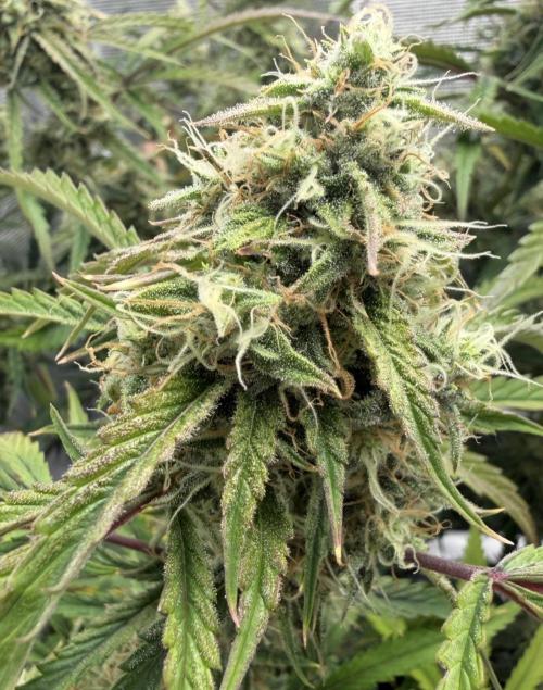 🍋 Haze Barney's Farm. Week 10