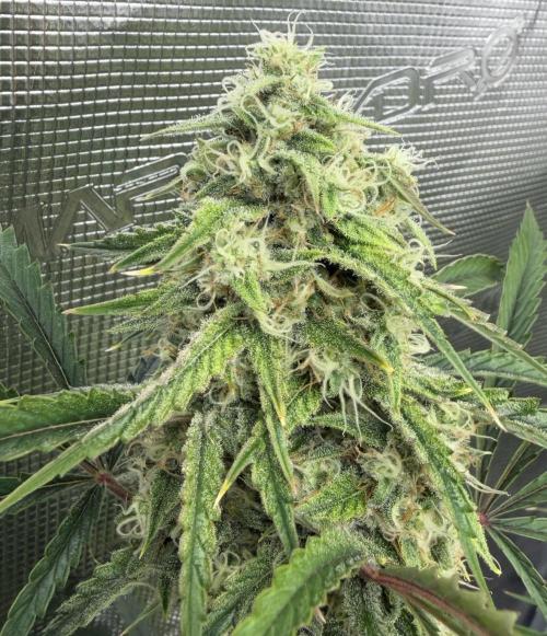 🍋 Haze Barney's Farm. Week 10