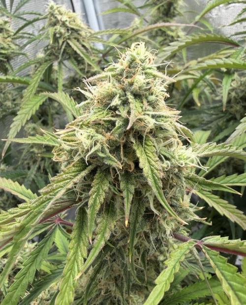 🍋 Haze Barney's Farm. Week 10