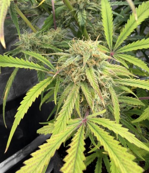 🍋 Haze Barney's Farm. Week 10
