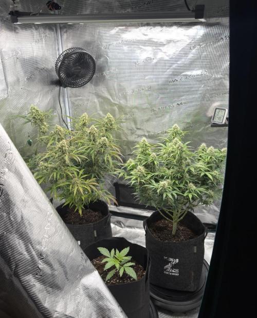 🍋 Haze Barney's Farm. Week 10