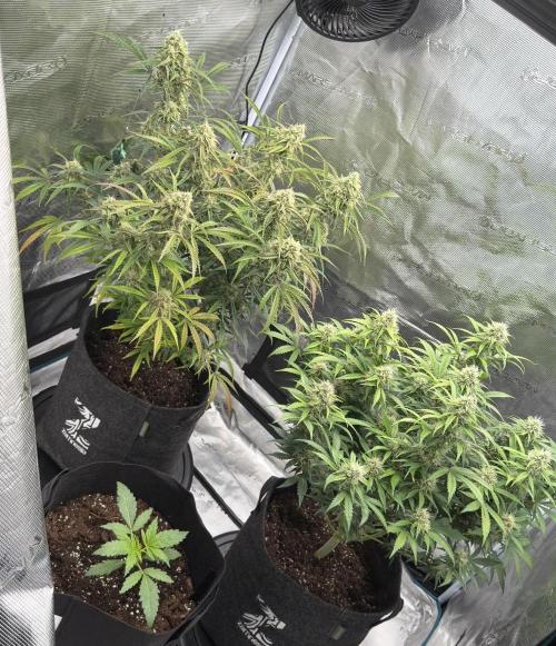 🍋 Haze Barney's Farm. Week 10