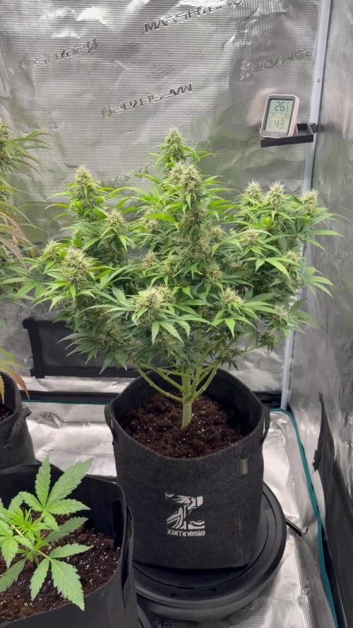 🍋 Haze Barney's Farm
