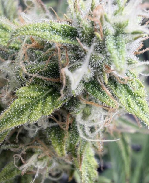 🍋 Haze Barney's Farm. Week 10