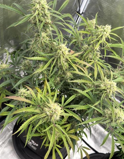 🍋 Haze Barney's Farm. Week 10
