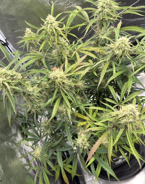 🍋 Haze Barney's Farm. Week 10