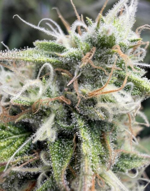 🍋 Haze Barney's Farm. Week 10