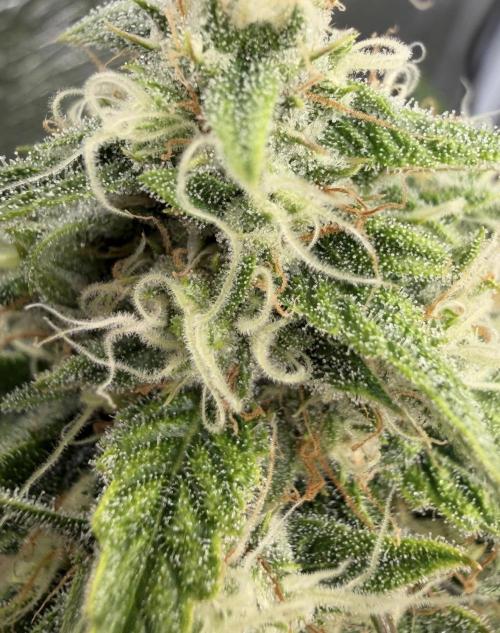 🍋 Haze Barney's Farm. Week 10