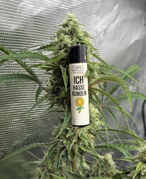🍋 Haze Barney's Farm. Week 10