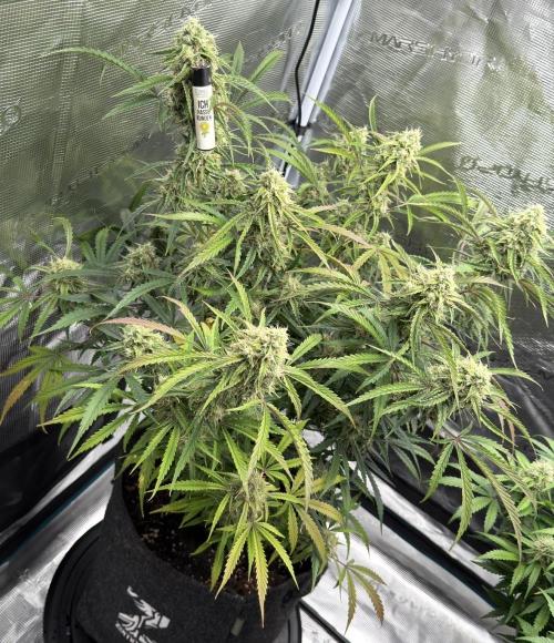 🍋 Haze Barney's Farm. Week 10