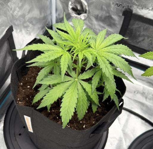 Runtz🍬 ZA Seed's. Week 3