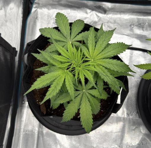 Runtz🍬 ZA Seed's. Week 3