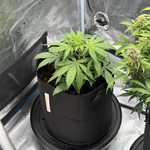 Runtz🍬 ZA Seed's. Week 3