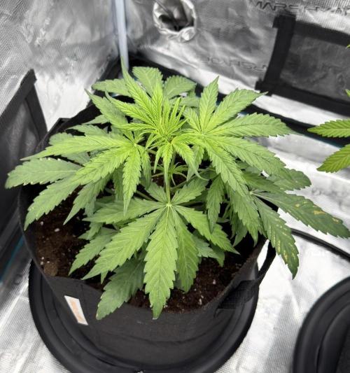 Runtz🍬 ZA Seed's. Week 3