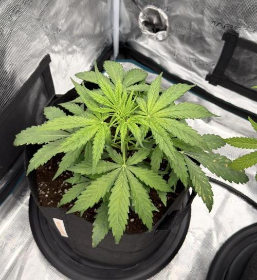 Runtz🍬 ZA Seed's. Week 3