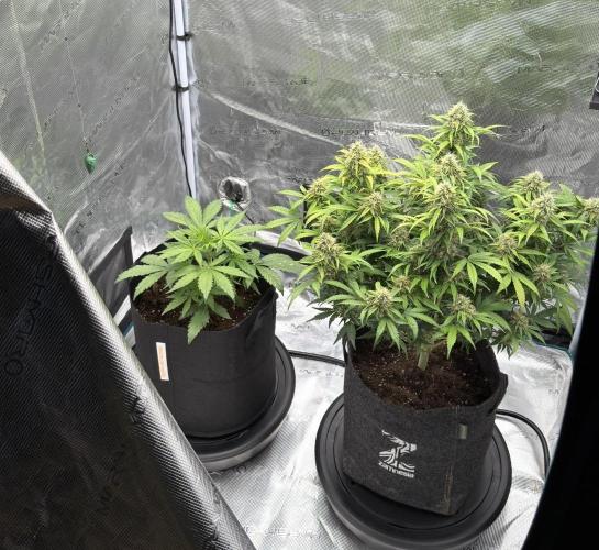 Runtz🍬 ZA Seed's. Week 3