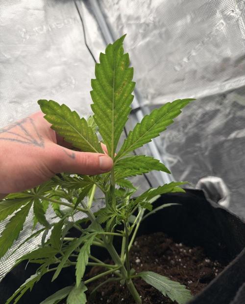 Runtz🍬 ZA Seed's. Week 3