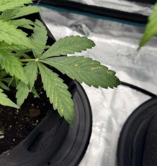 Runtz🍬 ZA Seed's. Week 3