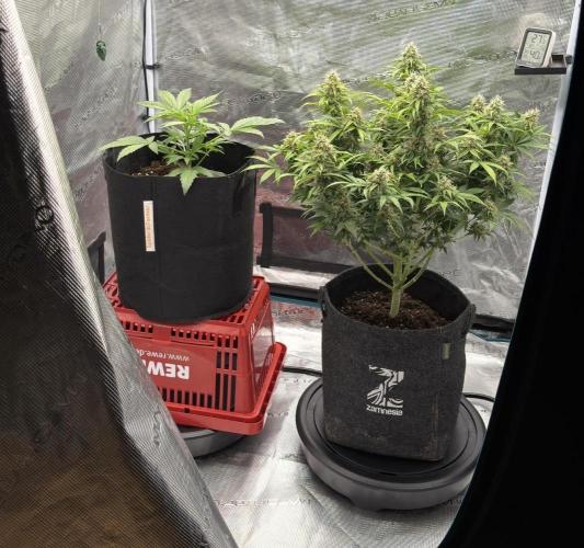 Runtz🍬 ZA Seed's. Week 3