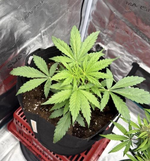 Runtz🍬 ZA Seed's. Week 3