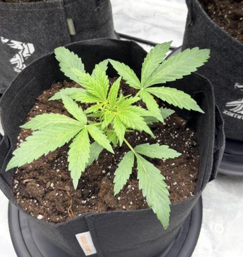 Runtz🍬 ZA Seed's. Week 3