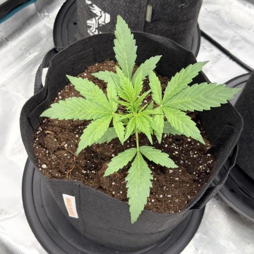 Runtz🍬 ZA Seed's. Week 3