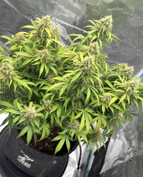 🍋 Haze Barney's Farm. Week 11