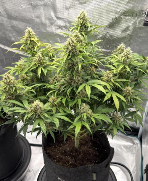 🍋 Haze Barney's Farm. Week 11